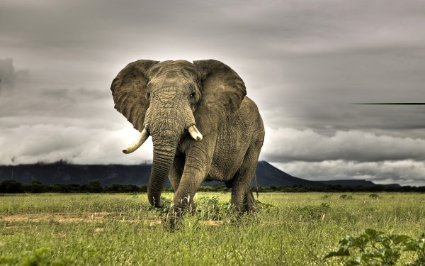 A SMALL ELEPHANT.jpg